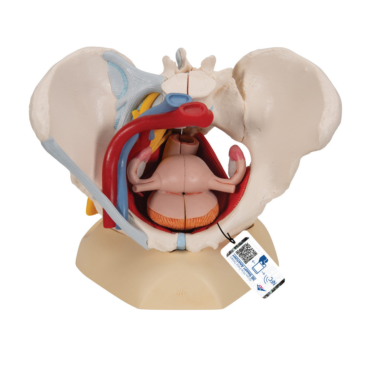 Human Female Pelvis Skeleton Model with Ligaments, Vessels, Nerves, Pelvic Floor Muscles & Organs, 6 part | 3B Scientific H20/4