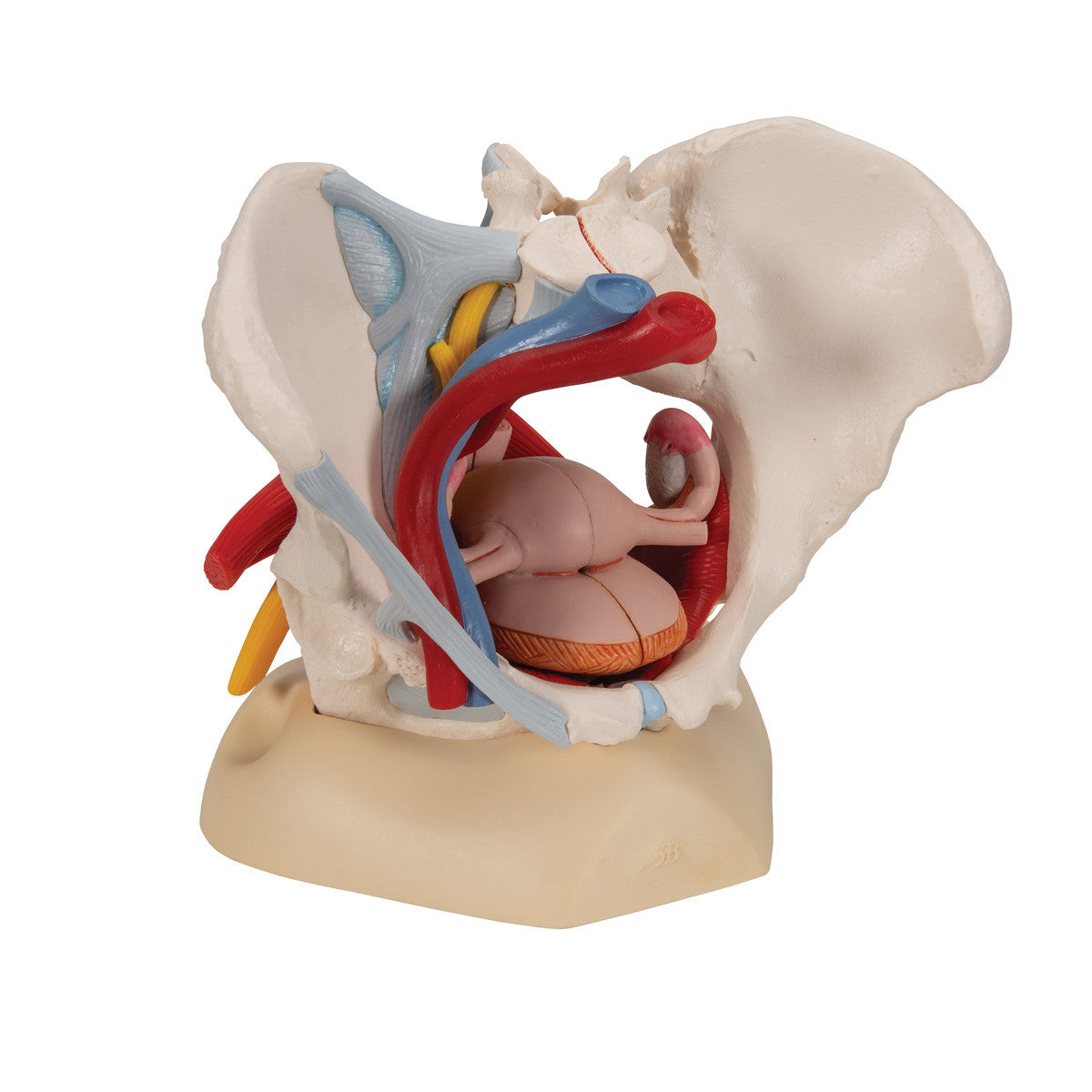 Human Female Pelvis Skeleton Model with Ligaments, Vessels, Nerves, Pelvic Floor Muscles & Organs, 6 part | 3B Scientific H20/4