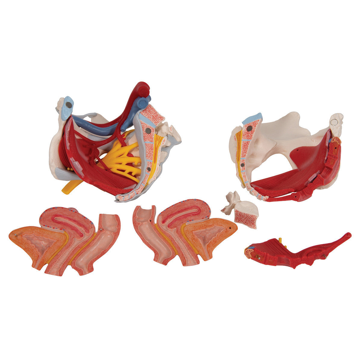 Human Female Pelvis Skeleton Model with Ligaments, Vessels, Nerves, Pelvic Floor Muscles & Organs, 6 part | 3B Scientific H20/4