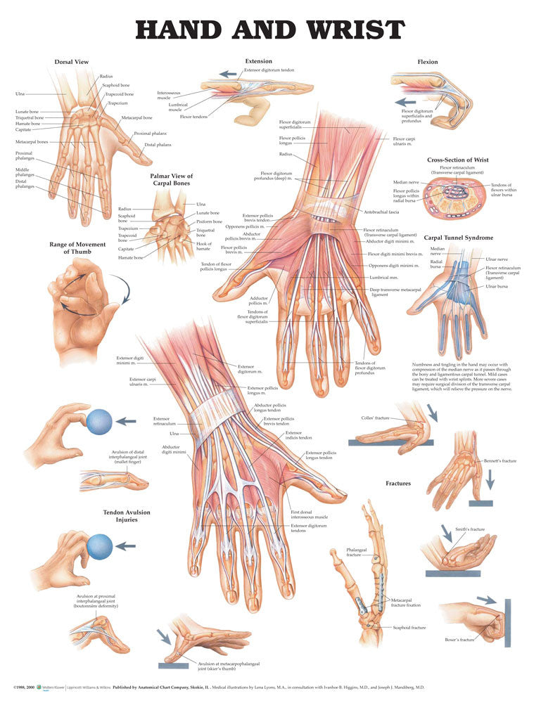 hand-and-wrist_1__93385.1589753256.1280.1280.jpg