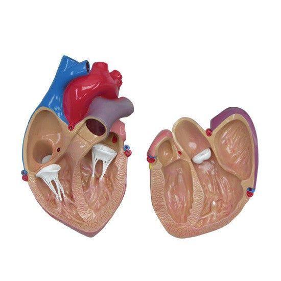 Heart model with Reference Card