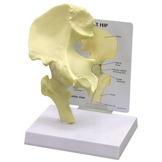hip-model-1-1-550x550__61815.1643511676.1280.1280.jpg