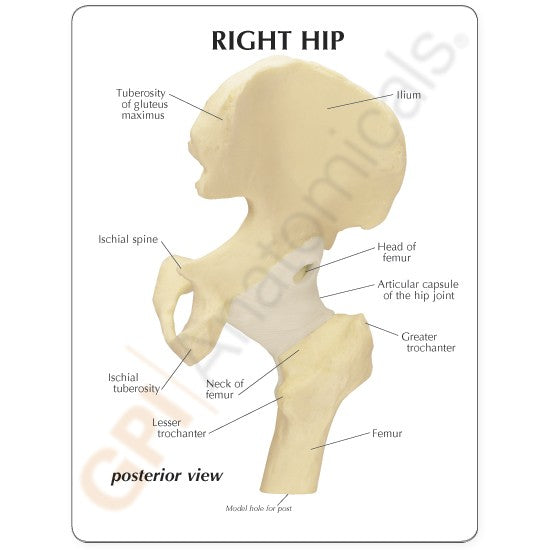 Basic Hip