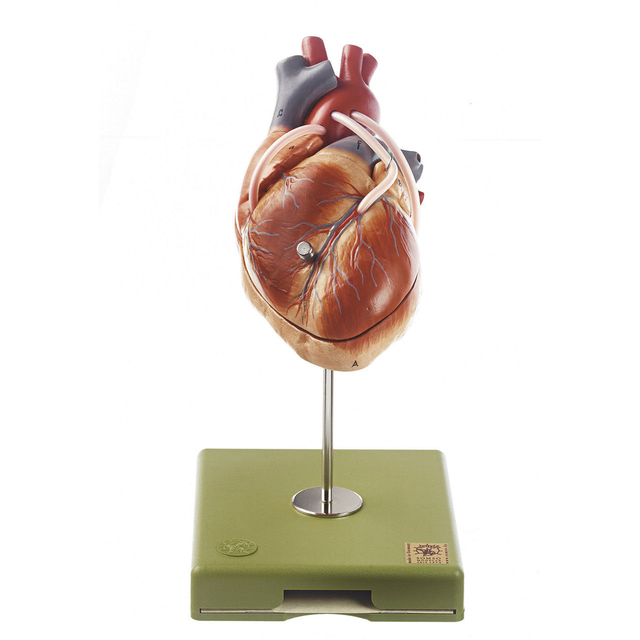 Model of the Heart with Bypass Vessels (Aortic Coronary Venous Bypass) Somso Hs 15/1