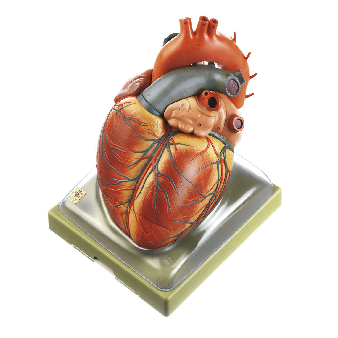 Heart 3 | Somso Hs 1