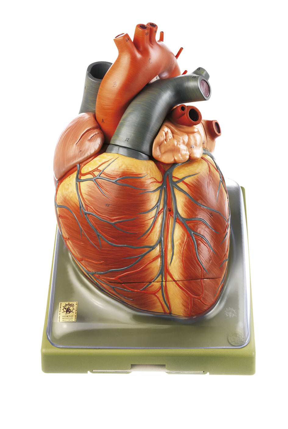 Heart