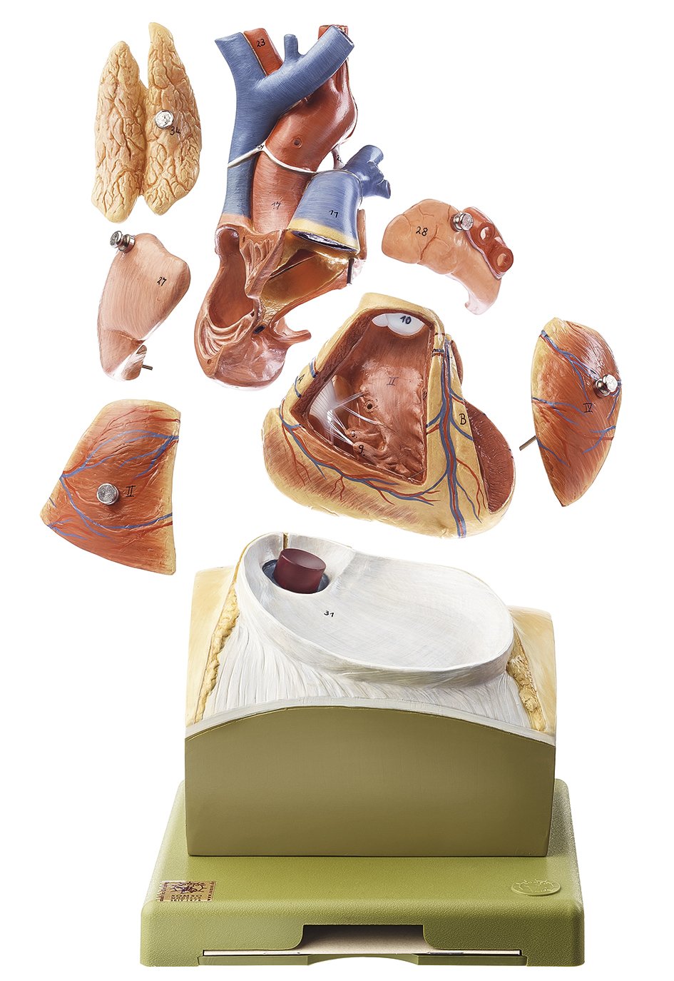 Heart on Diaphragm Base