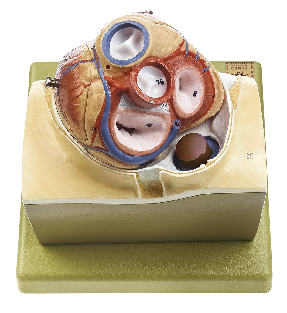 Heart on Diaphragm Base