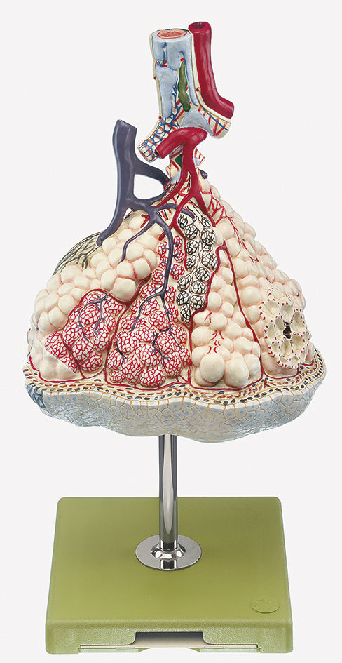 Lobule of the Lung
