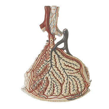 Lobule of the Lung with Additional Model Pulmonary Alveoli