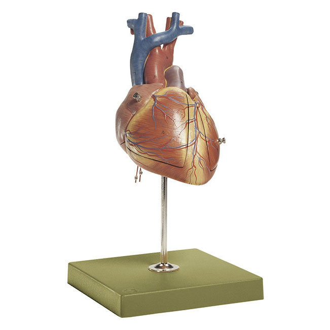 Fetal Heart Somso Hs 24