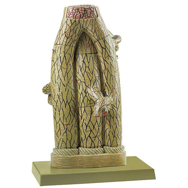 Fine Structure of an Artery and Veins Somso Hs 25/1