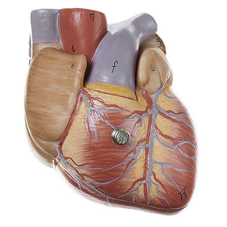 Heart, 2 parts Somso Hs 2