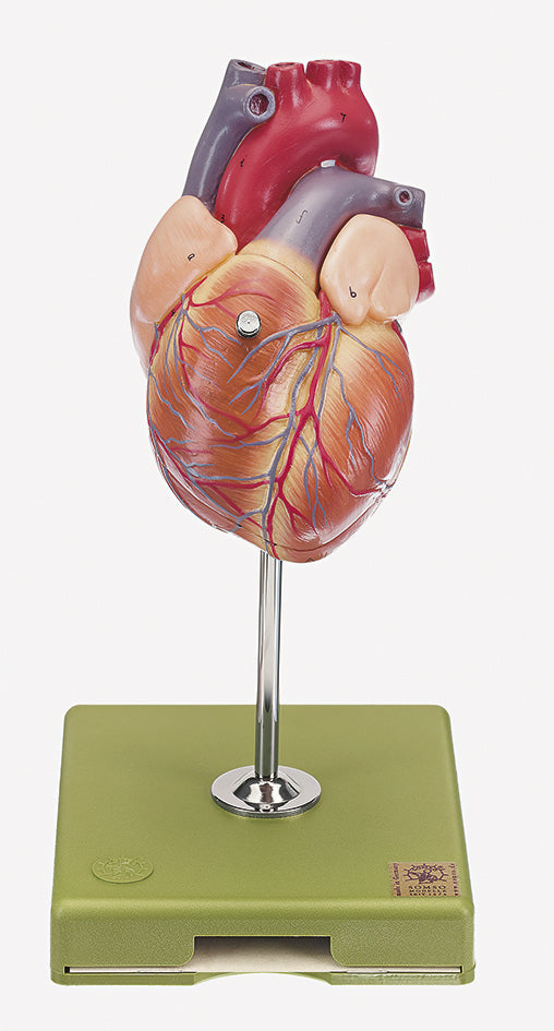 Heart Model, 2 parts