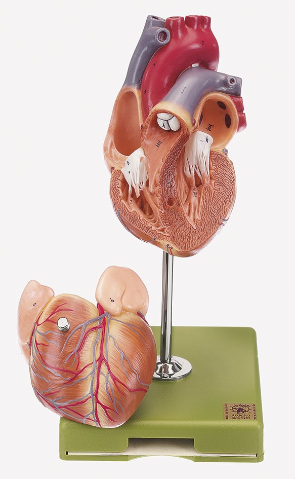 Heart Model, 2 parts