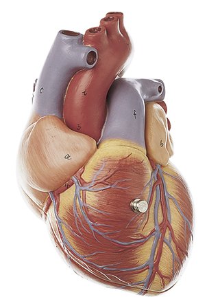Heart Model, 2 parts