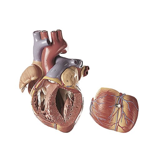Heart, 4 parts