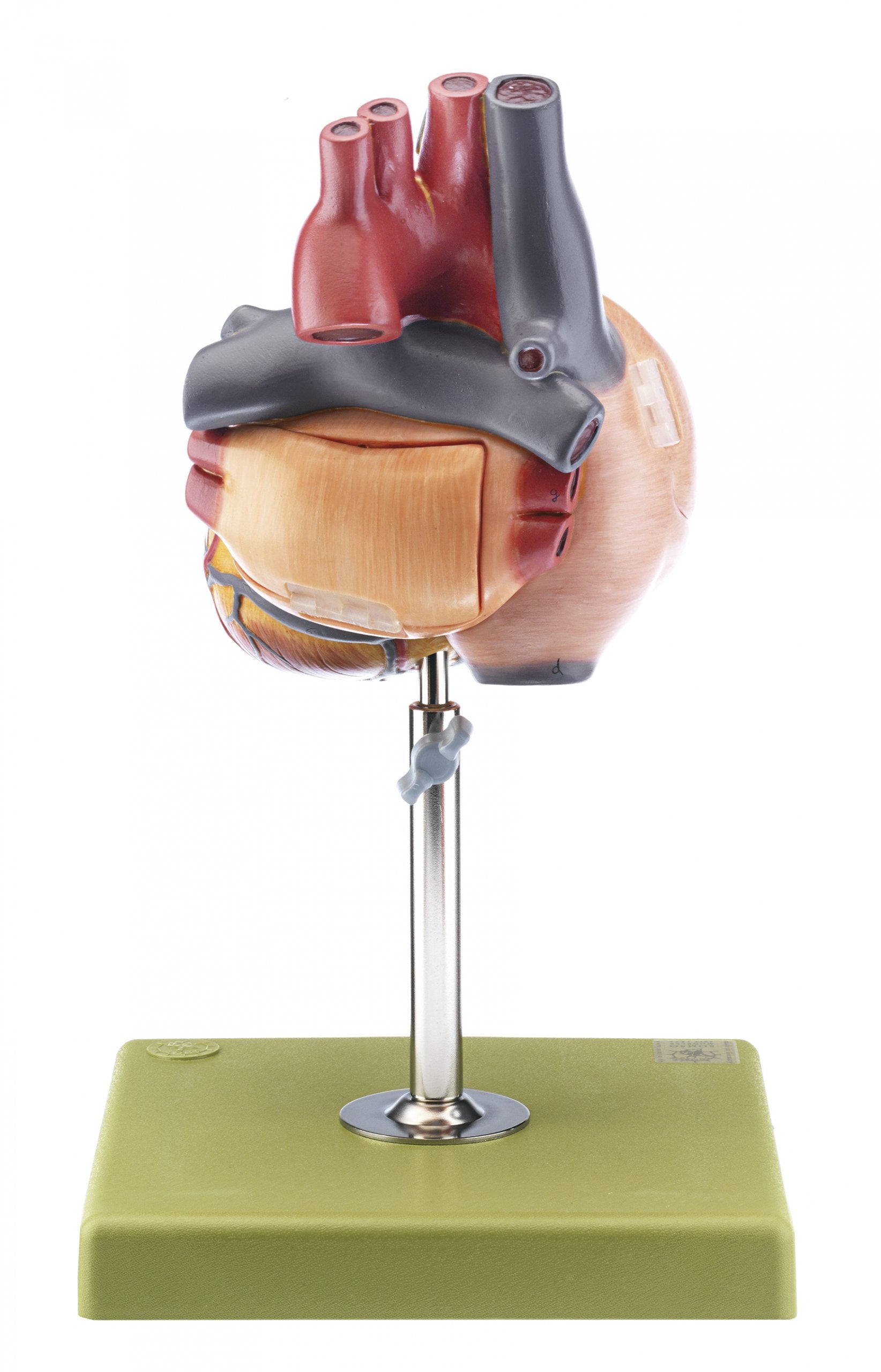 Heart with Conducting System