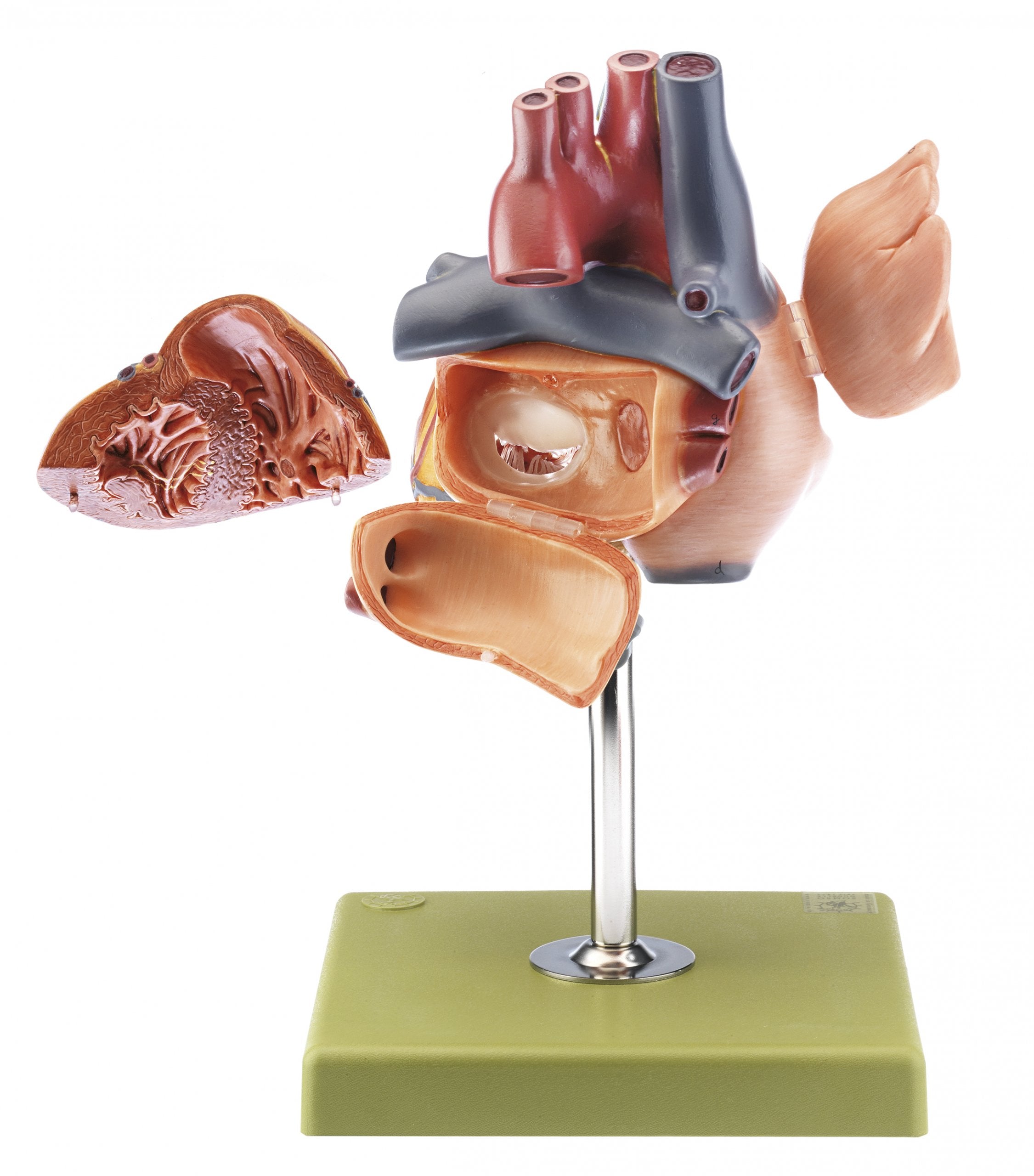 Heart with Conducting System