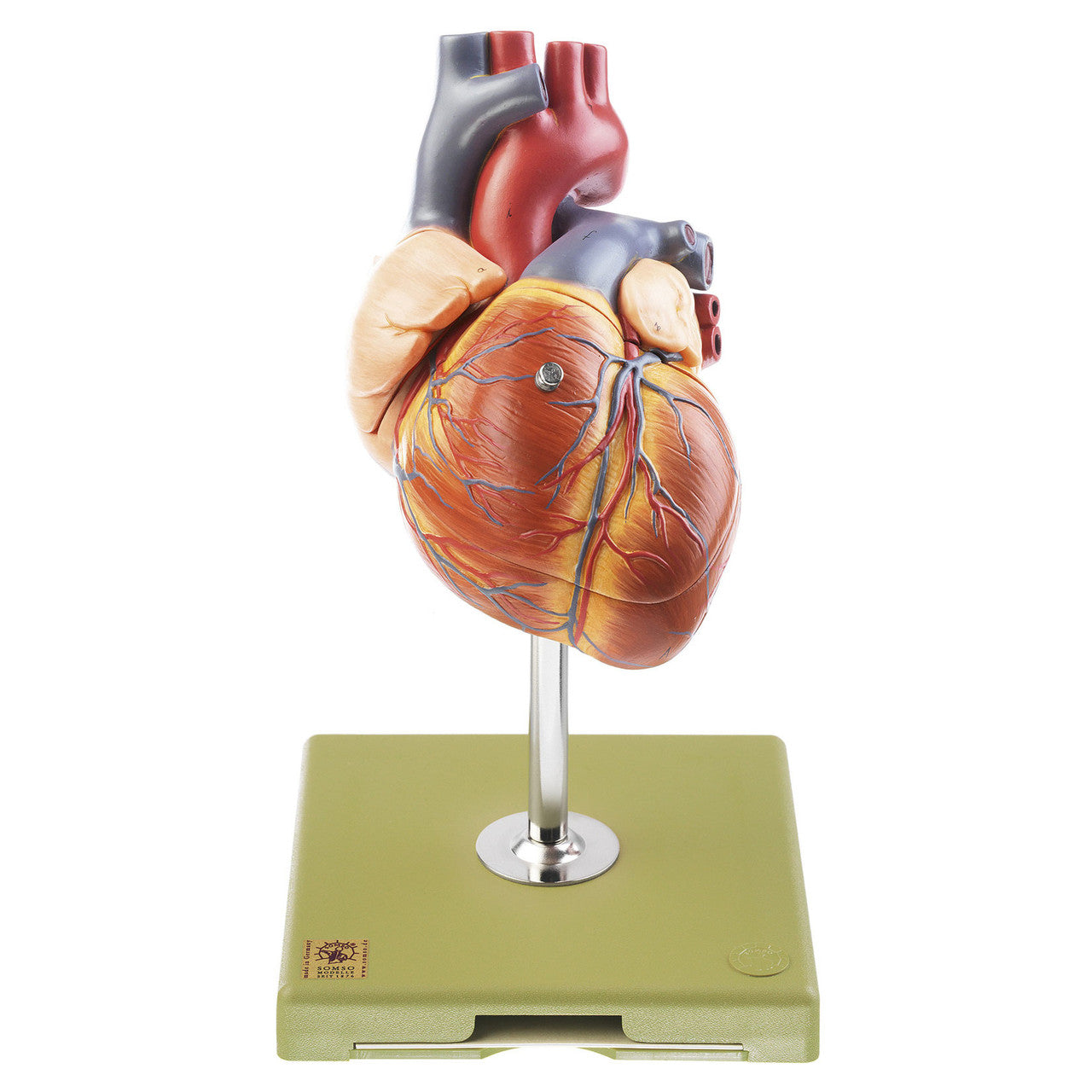 Heart with Conducting System Somso Hs 6/1