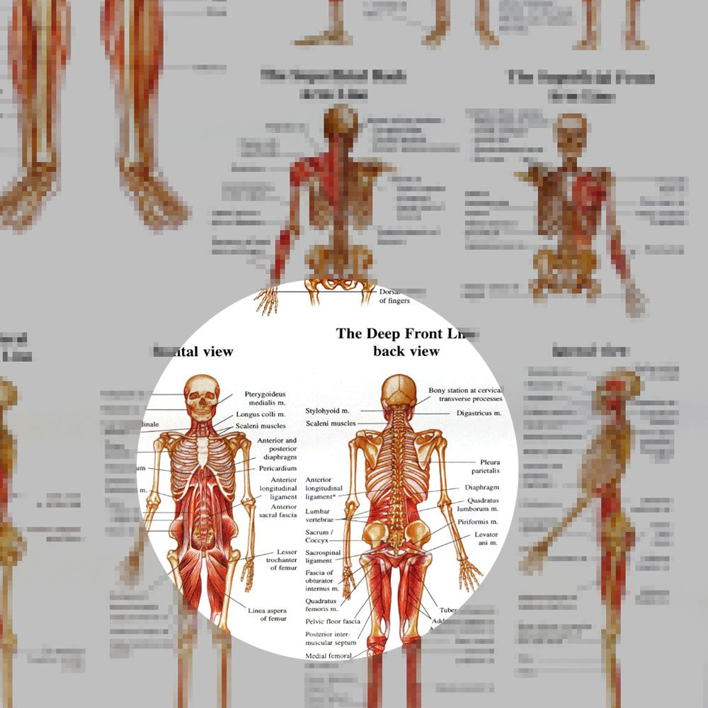 Human Myofascial Meridians - detail