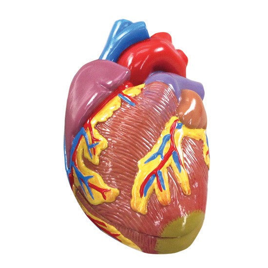 Hypertension Set (5x)
