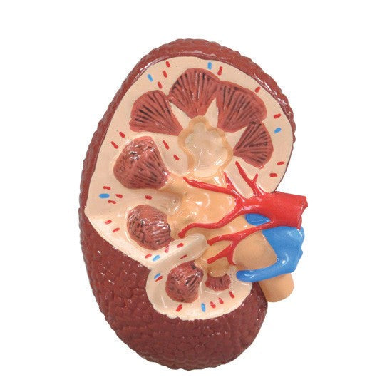 Hypertension Set (5x)
