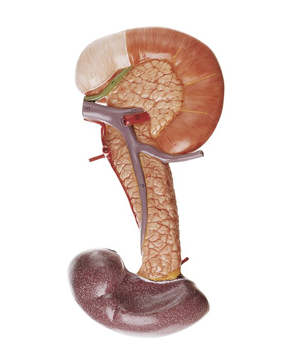Pancreas with Spleen and Duodenum