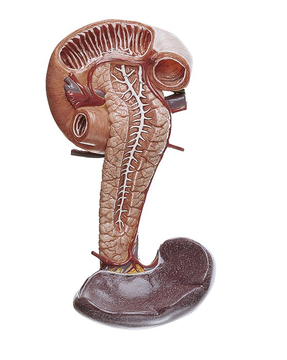 Pancreas with Spleen and Duodenum
