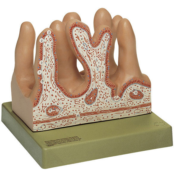 Internal Surface of the Jejunum Somso Js 14