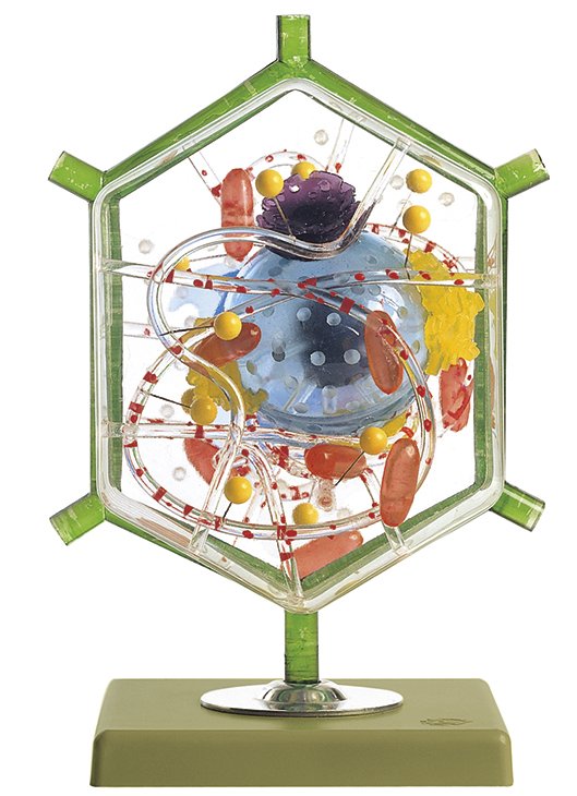 Model of a Liver Cell