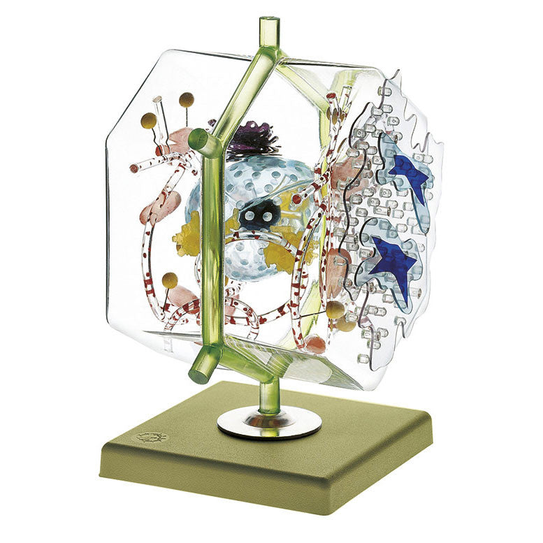 Model of a Liver Cell Somso Js 15