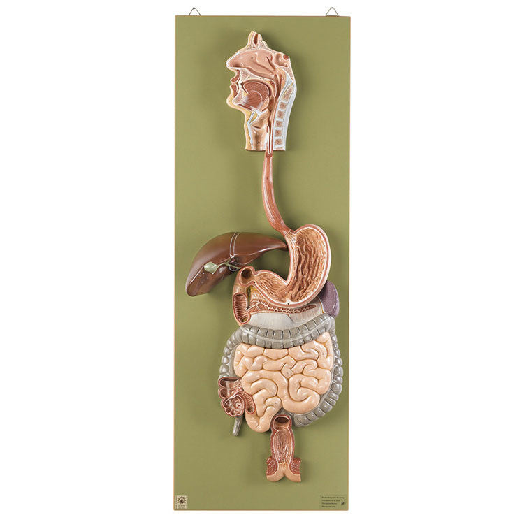 Digestive System Somso Js 2/1