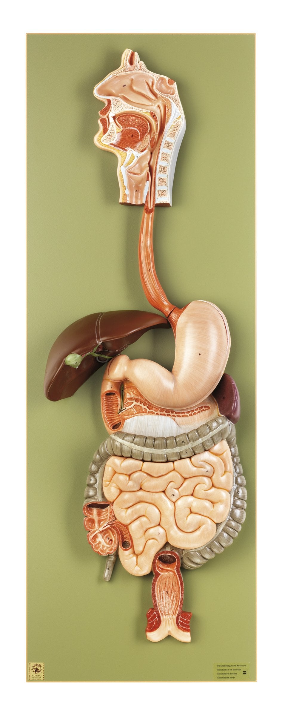 Digestive Tract