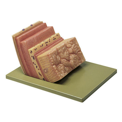 Stomach Wall Somso Js 6