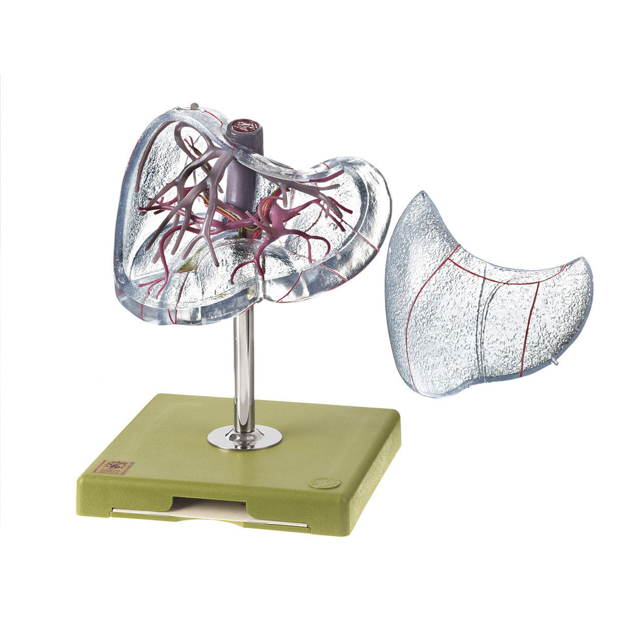 Vascular Architecture of the Liver Somso Js 8/1