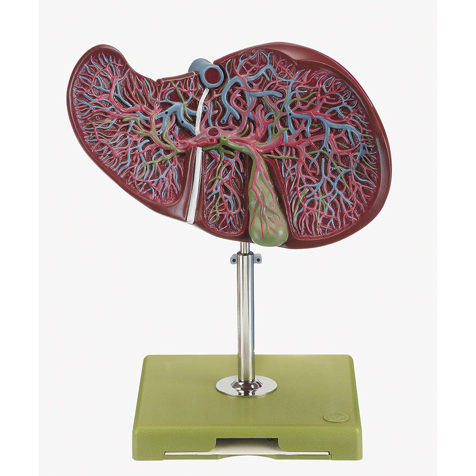 Liver and Gall Bladder Somso Js 8