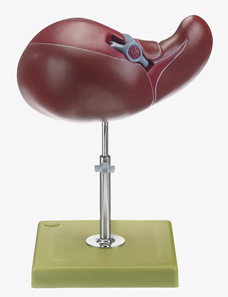 Liver and Gall Bladder