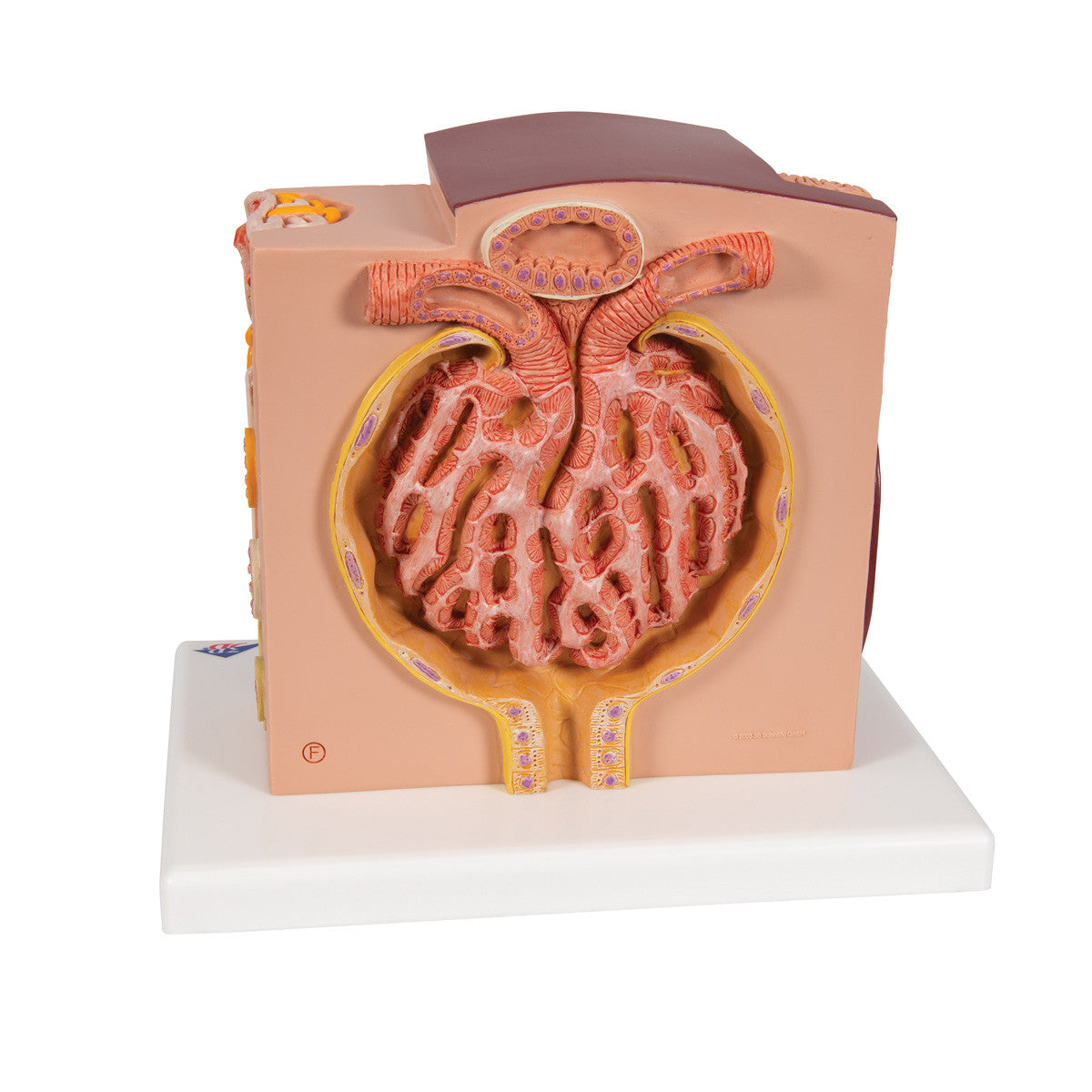 MICROanatomy Kidney