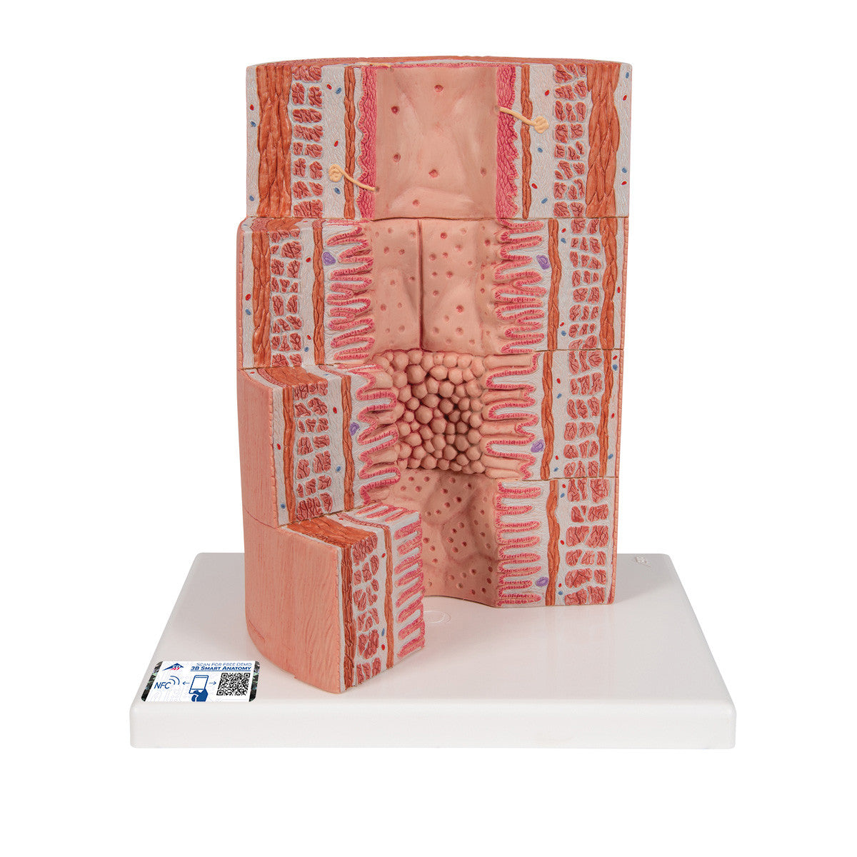 MICROanatomy Digestive System - 20 times magnified | 3B Scientific K23