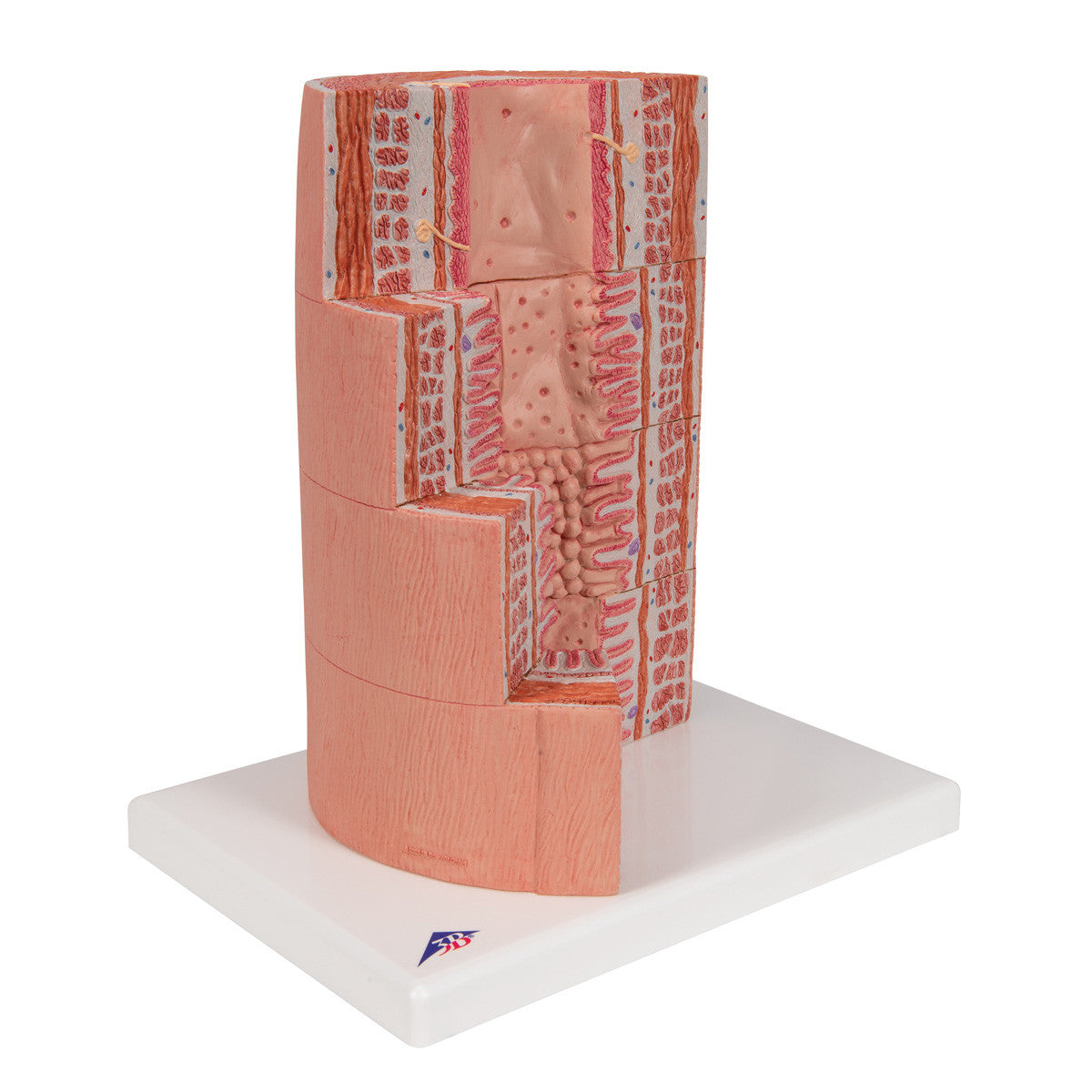 MICROanatomy Digestive System - 20 times magnified | 3B Scientific K23