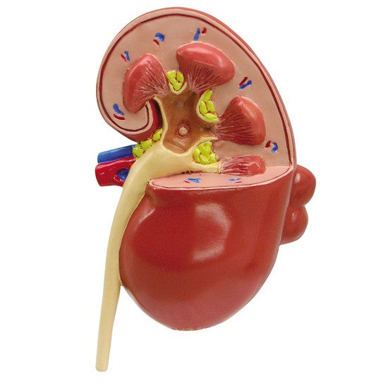 Kidney (Normal/Pathologies)