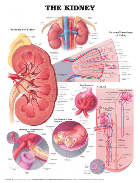 kidney_2__11930.1589752999.1280.1280.jpg