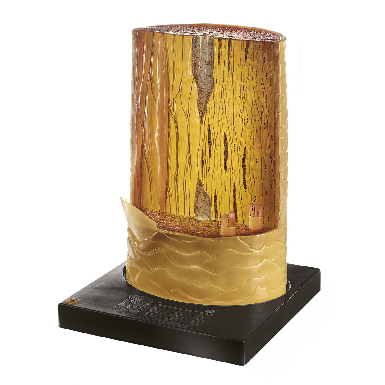 Model of a Human Hair Somso Ks 13