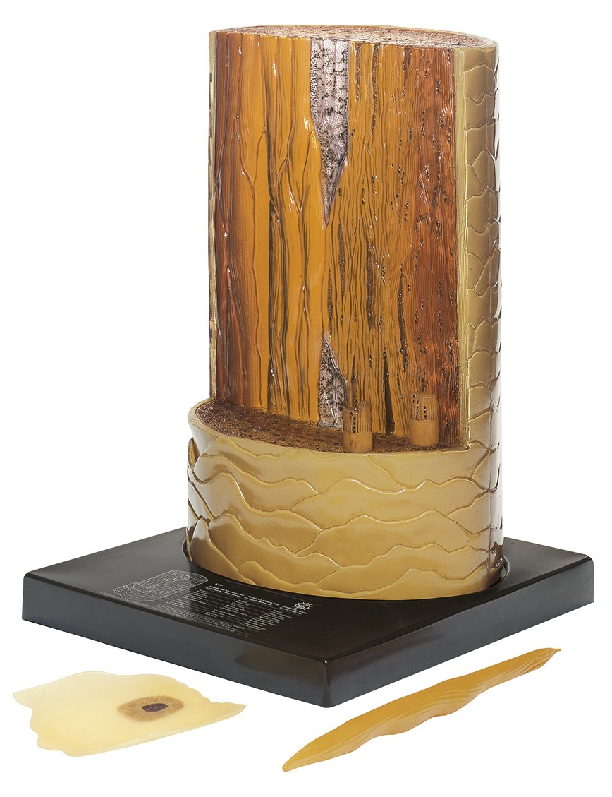 Model of a Human Hair