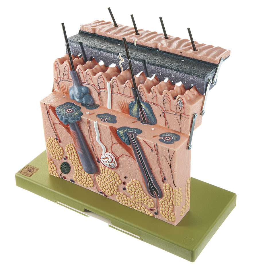 Section of Skin