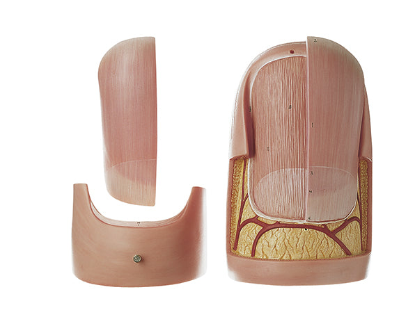 Fingernail