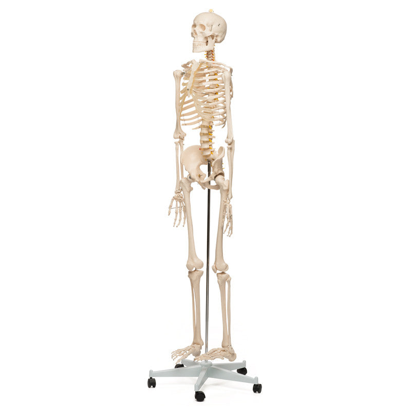 Value Standard Human Skeleton