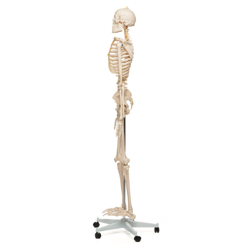 Value Standard Human Skeleton - lateral view