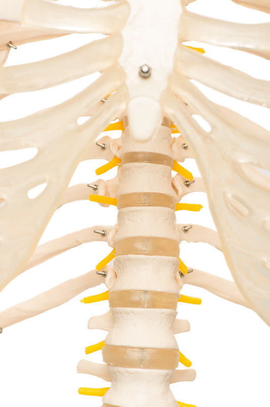 Value Standard Human Skeleton - thorax